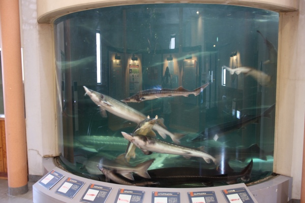 北海道　水族館：4位美深チョウザメ館・チョウザメの水槽