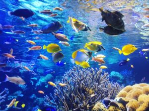 北海道の水族館13選