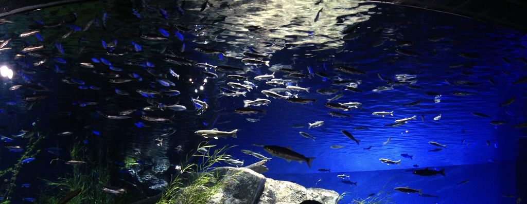 北海道　水族館：3位サケのふるさと千歳水族館・水槽