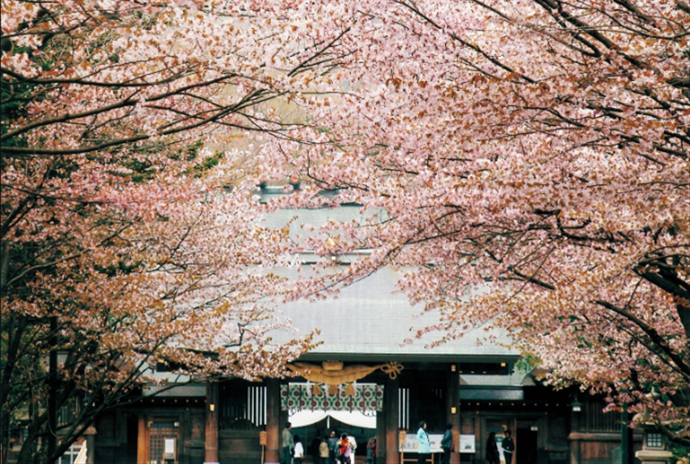 札幌のパワースポット北海道神宮と桜