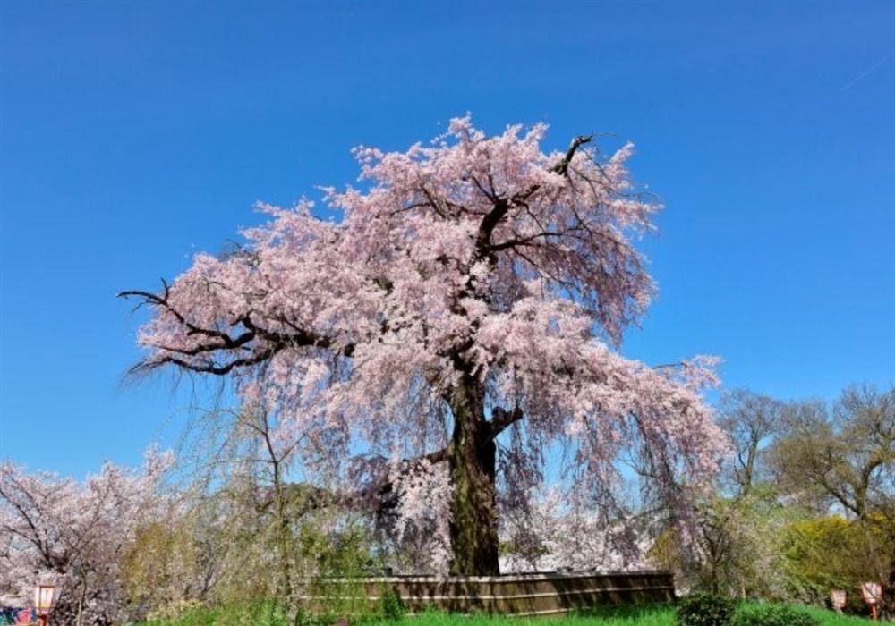 札幌円山公園のしだれ桜