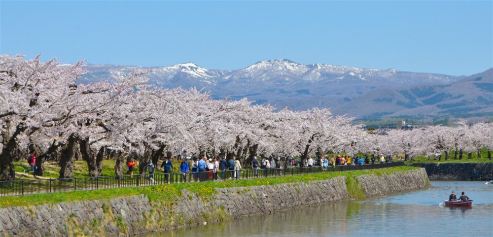 北海道の桜の開花は？名所4選を人気キャバ嬢が紹介：２．五稜郭（函館）