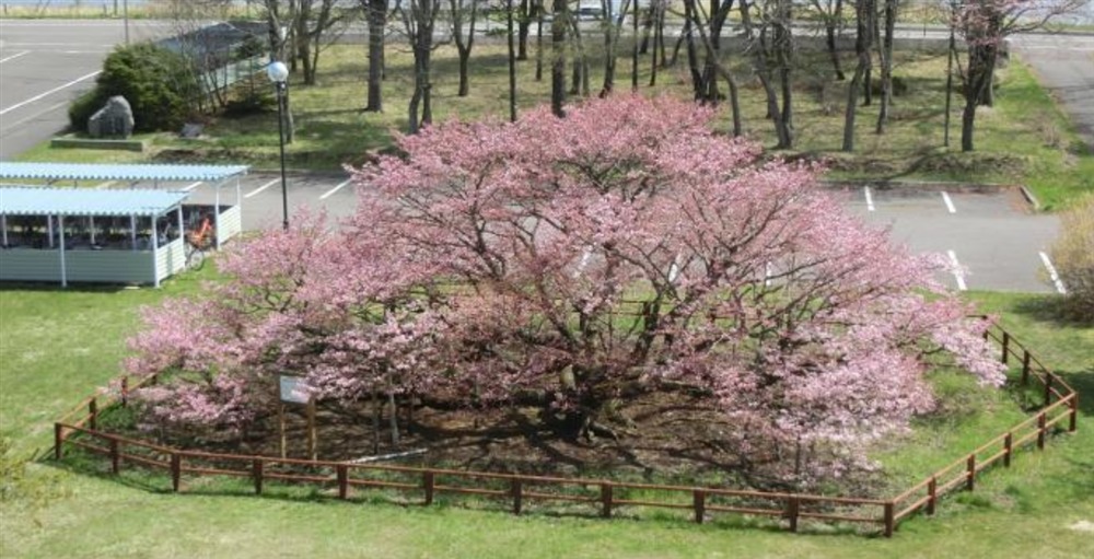 日本で一番最後に開花する日本一の千島桜