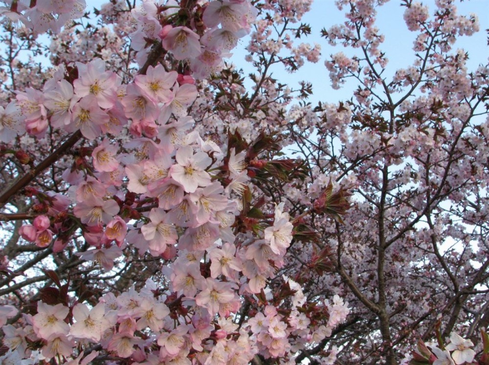 北海道の桜の開花は？名所4選を人気キャバ嬢が紹介：１．野付（のつけ）小学校（野付）