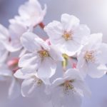 北海道の桜の名所8選