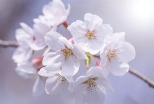 北海道の桜の名所8選