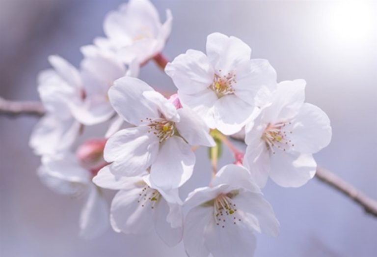 北海道の桜の名所8選
