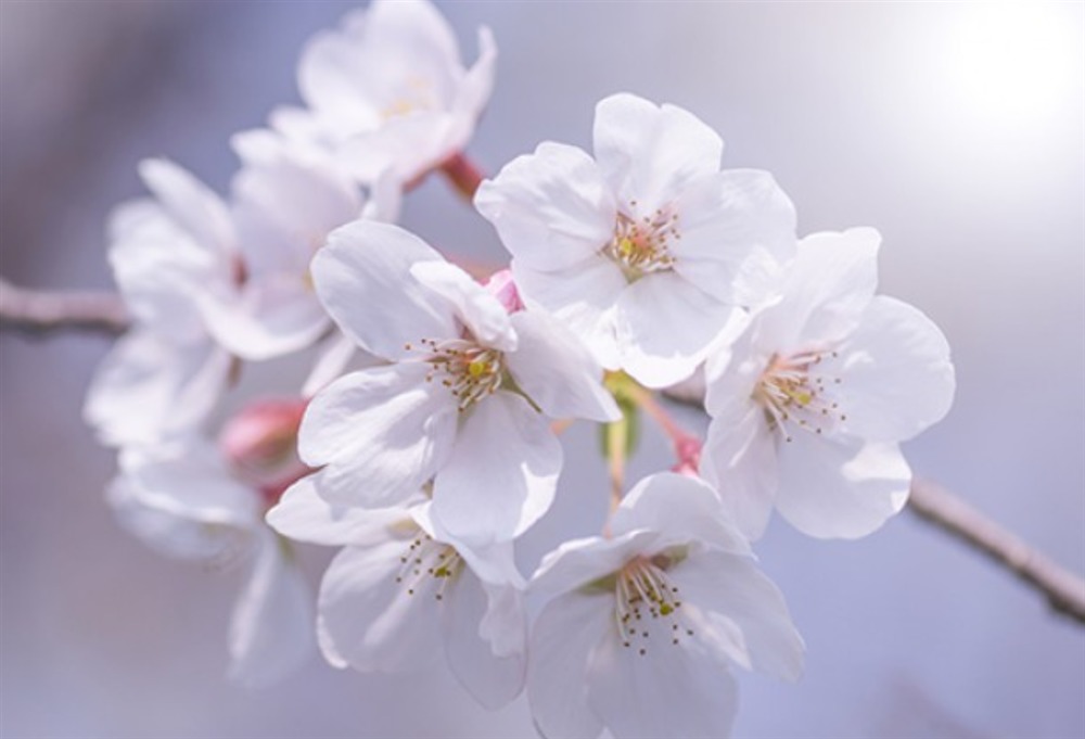 北海道の桜の開花は？名所4選を人気キャバ嬢が紹介