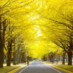 札幌のインスタ映えスポット20選!