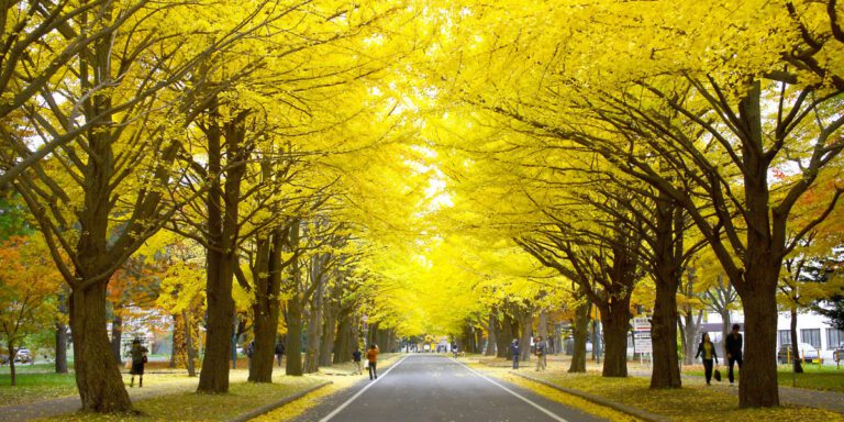 札幌のインスタ映えスポット20選！