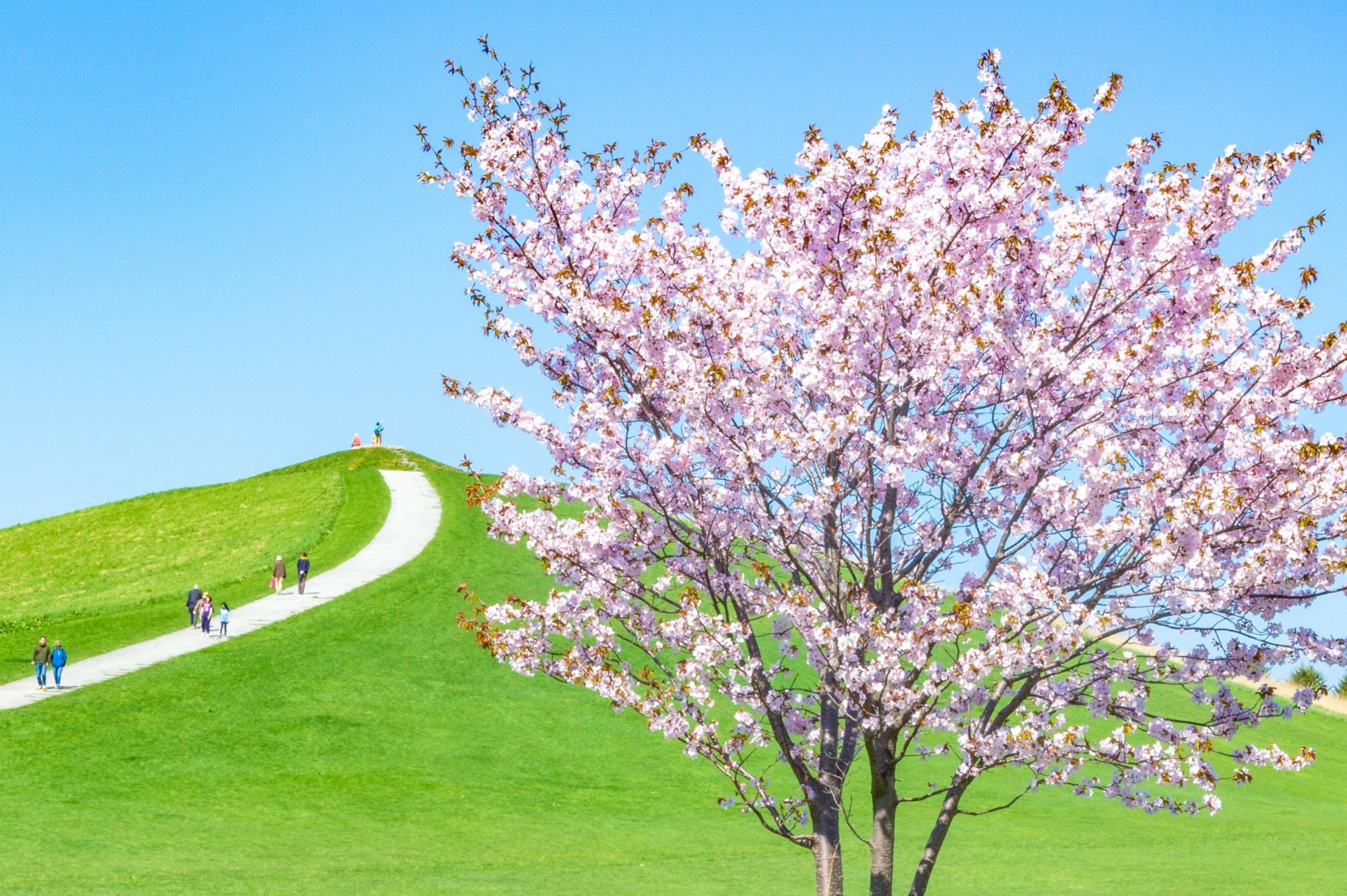 北海道の桜の開花は？名所8選を人気キャバ嬢が紹介：5．モエレ沼公園サクラの森（札幌）