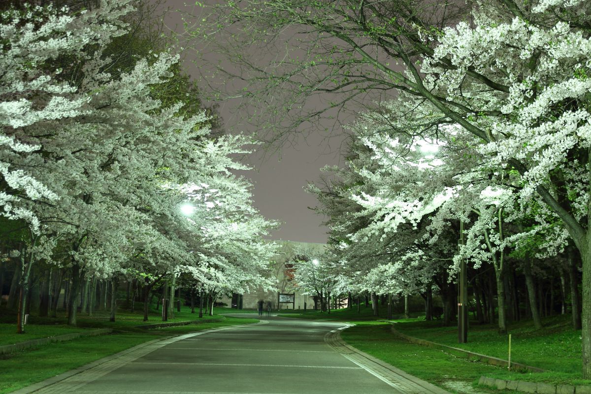 北海道の桜の開花は？名所8選を人気キャバ嬢が紹介：3．中島公園（札幌）