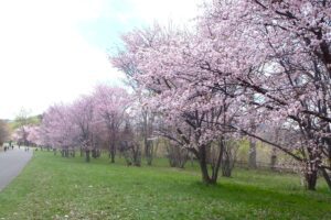 北海道の桜の開花は？名所8選を人気キャバ嬢が紹介：6．北海道立真駒内公園（札幌）