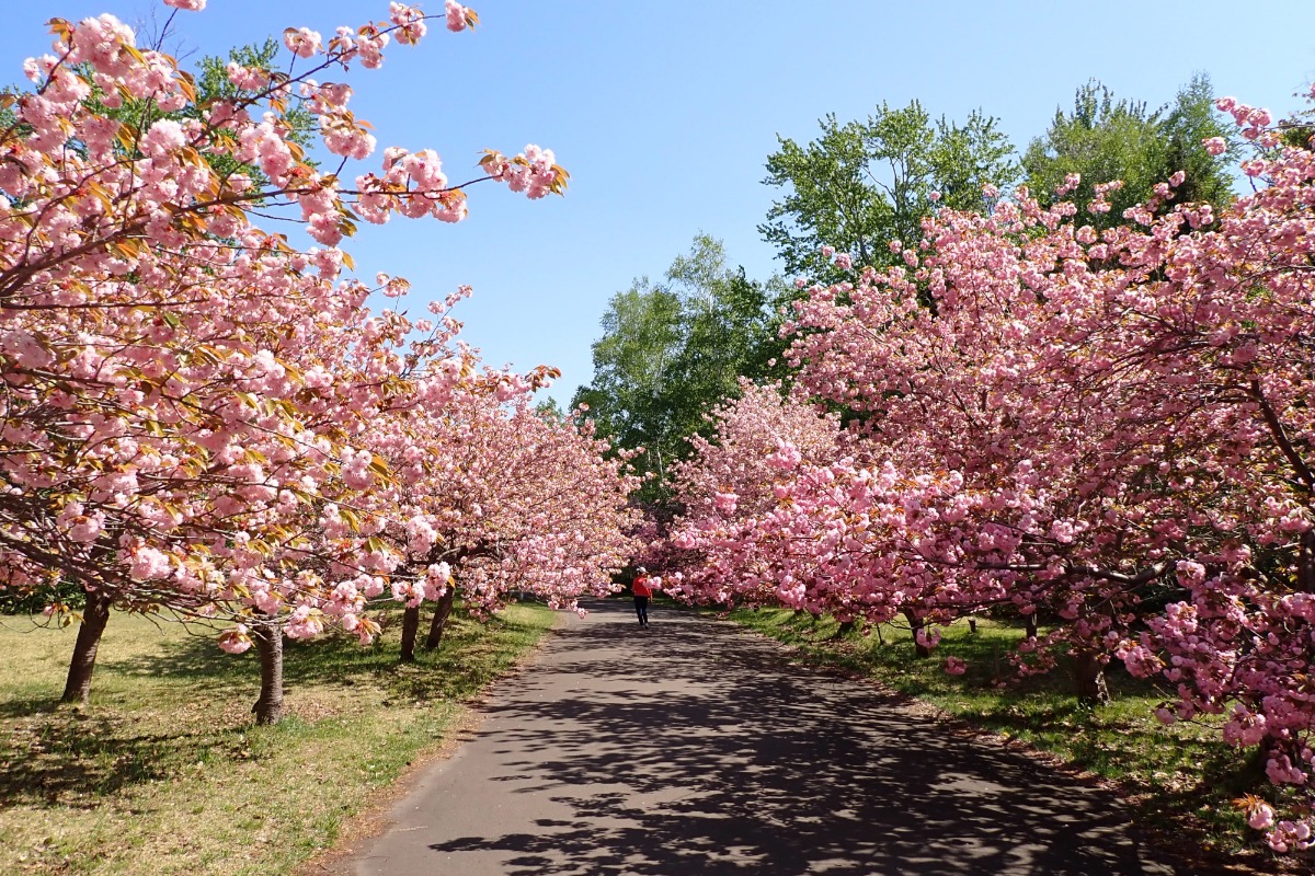 北海道の桜の開花は？名所8選を人気キャバ嬢が紹介：6．北海道立真駒内公園（札幌）