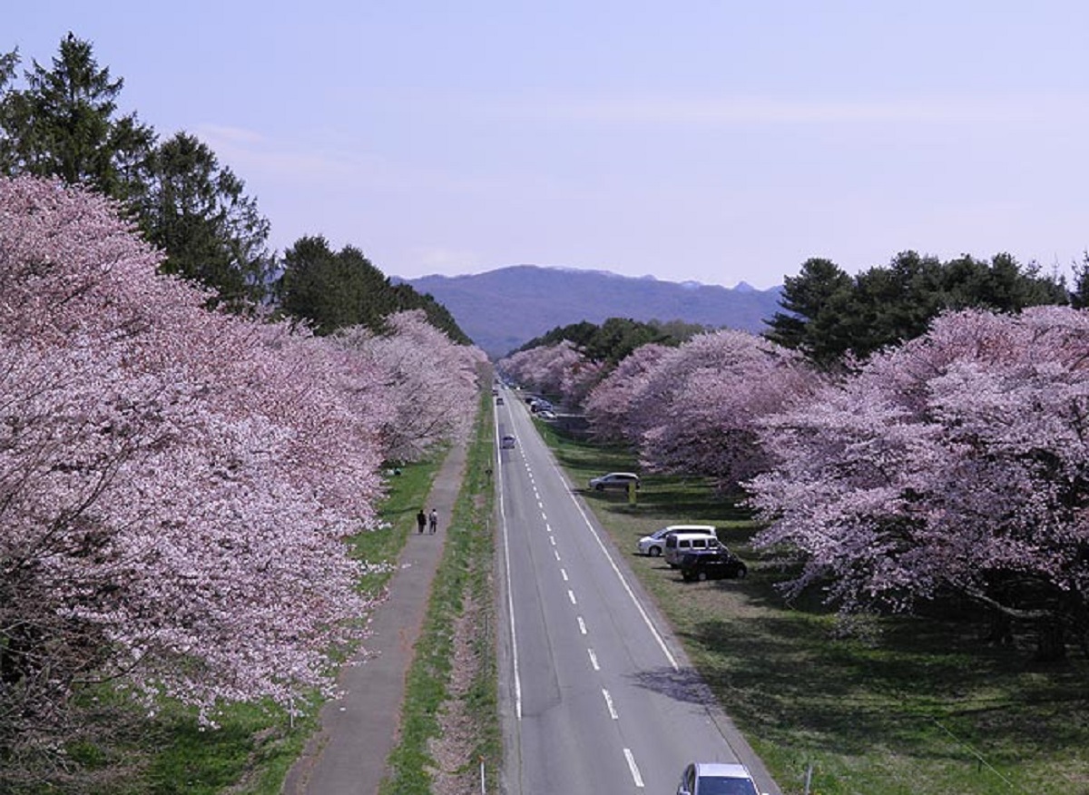 北海道の桜の開花は？名所4選を人気キャバ嬢が紹介：１．静内二十間道路桜並木（静内）