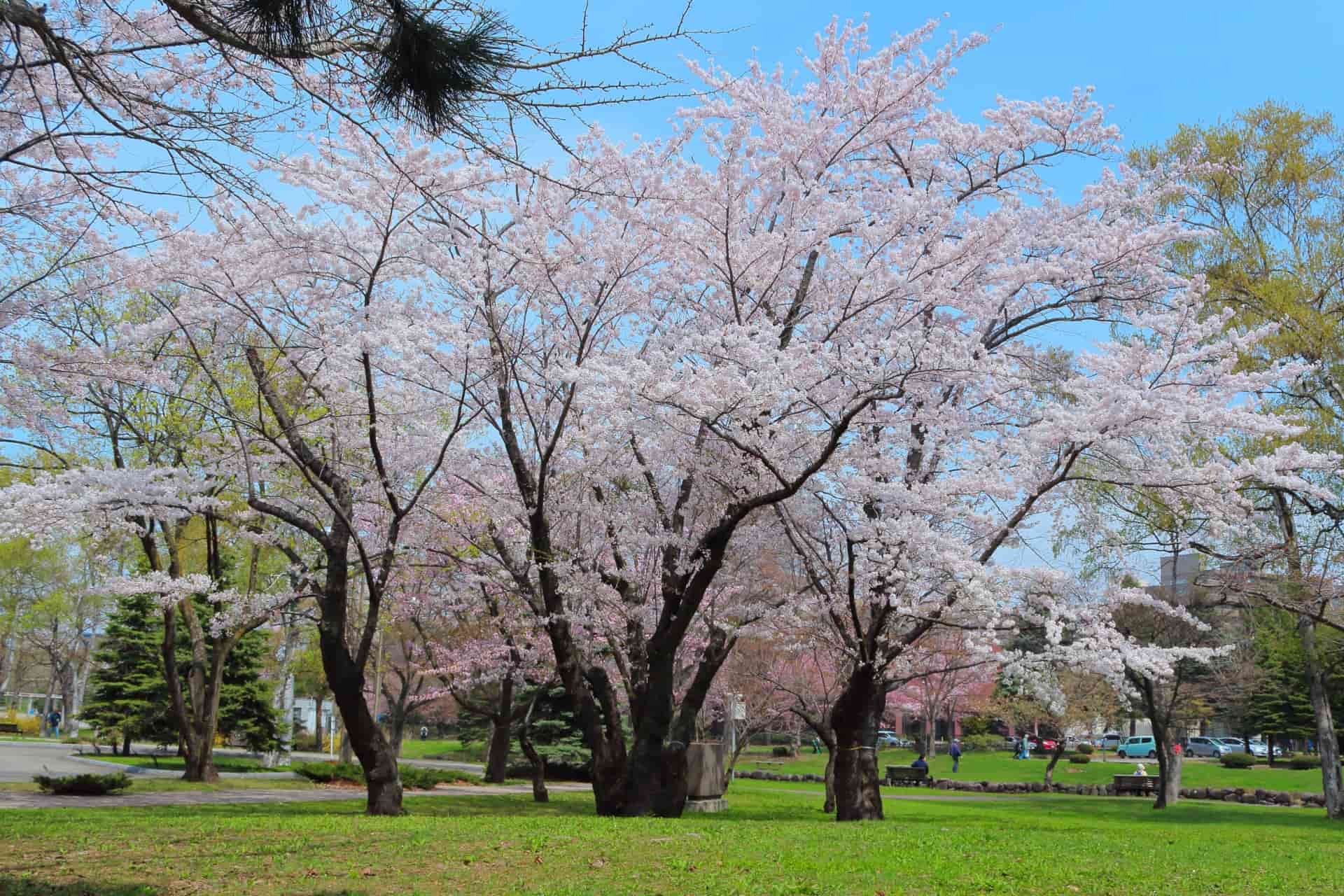 北海道の桜の開花は？名所8選を人気キャバ嬢が紹介：3．中島公園（札幌）