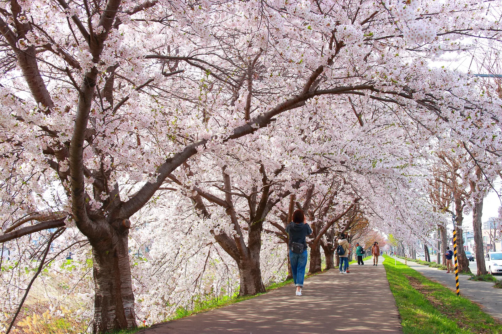 北海道の桜の開花は？名所8選を人気キャバ嬢が紹介：3．新川さくら並木（札幌）