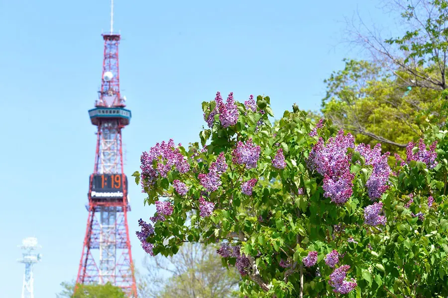 札幌お祭り：6位　5月開催『さっぽろライラックまつり』
