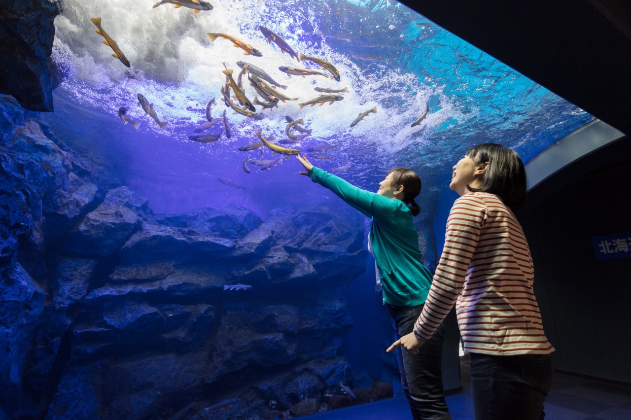 北海道の水族館へ行こう！トップキャバ嬢が選ぶ北海道のオススメ水族館ベスト13 第11位 北の大地の水族館