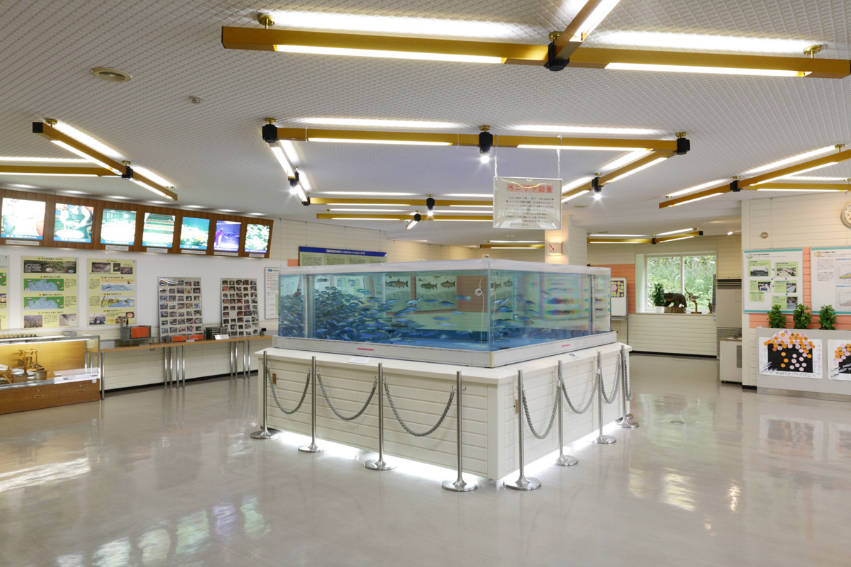 北海道の水族館へ行こう！トップキャバ嬢が選ぶ北海道のオススメ水族館ベスト13 第13位 千歳さけますの森　さけます情報館