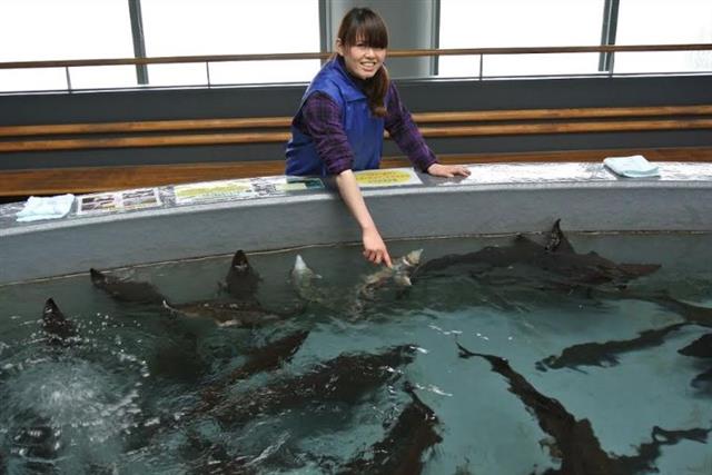 北海道の水族館へ行こう！トップキャバ嬢が選ぶ北海道のオススメ水族館ベスト10 第7位 標津サーモン科学館