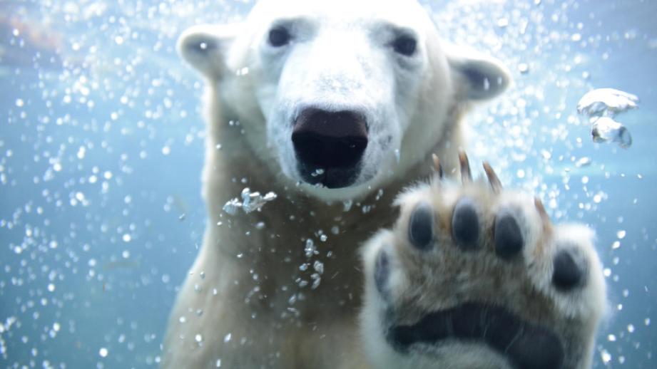 第5位　『円山動物園』（札幌市中央区）